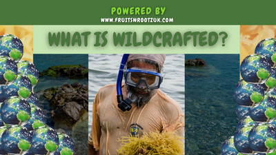 What Is Wildcrafted Sea Moss?